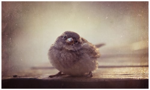 "Sparrow" Photography, Various Sizes by artist Marina de Wit. See her portfolio by visiting www.ArtsyShark.com