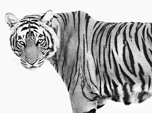 "Tiger" Photography, Various Sizes by artist Astrid Harrisson. See her portfolio by visiting www.ArtsyShark.com
