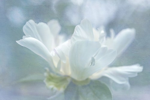 "White Peony" Photographic Print on Archival Canvas, 45" x 30" by artist Kathleen Hall. See her portfolio by visiting www.ArtsyShark.com