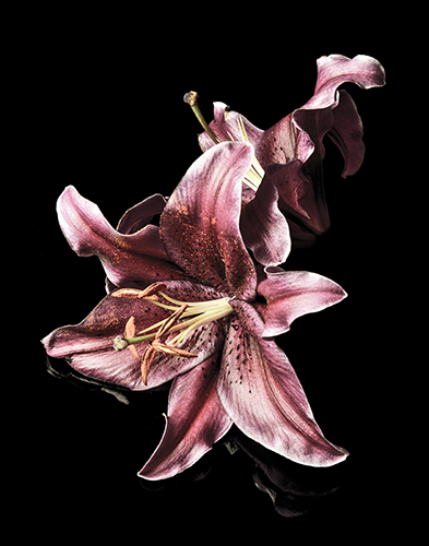 "Pink Lilly at Night" (La Belle Fleur) Photograph, 30" x 40" by artist Jonna Gill. See her portfolio by visiting www.ArtsyShark.com