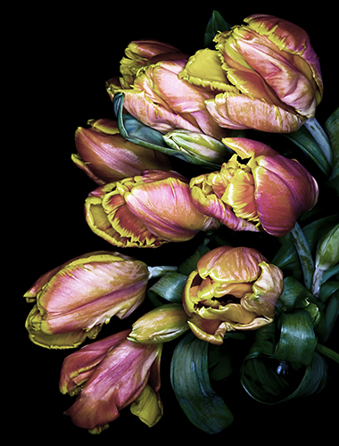 "Tulips Blush" (La Belle Fleur) Photograph, 35" x 40" by artist Jonna Gill. See her portfolio by visiting www.ArtsyShark.com