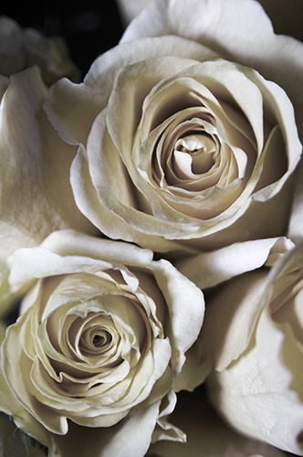 "Wedding Roses" (La Belle Fleur) Photograph, 28" x 40" by artist Jonna Gill. See her portfolio by visiting www.ArtsyShark.com