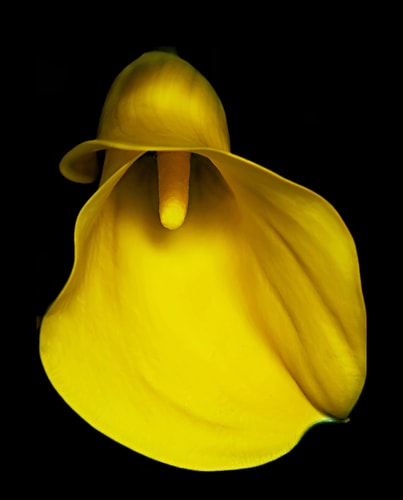 "St. Catherine Calla Lilly" (La Belle Fleur) Photograph, 30" x 40" by artist Jonna Gill. See her portfolio by visiting www.ArtsyShark.com