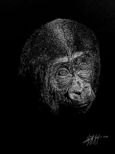 “Baby Gorilla 1” White Charcoal, 18” x 24” by artist Sherif Hakeem. See his portfolio by visiting www.ArtsyShark.com