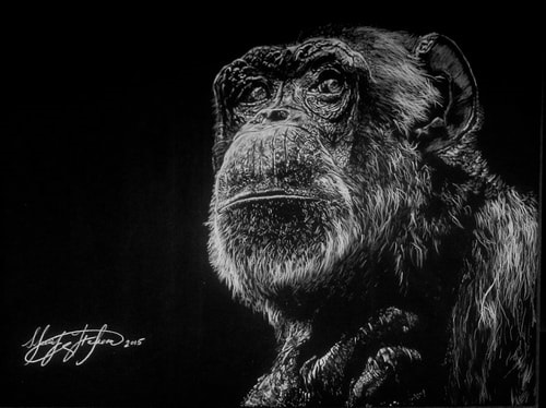“Chimp 1” White Charcoal, 24“ x 18” by artist Sherif Hakeem. See his portfolio by visiting www.ArtsyShark.com