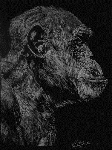 “Chimp 2” White Charcoal, 18” x 24” by artist Sherif Hakeem. See his portfolio by visiting www.ArtsyShark.com