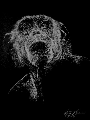 "Chimp 3" White Charcoal, 18" x 24" by artist Sherif Hakeem. See his portfolio by visiting www.ArtsyShark.com