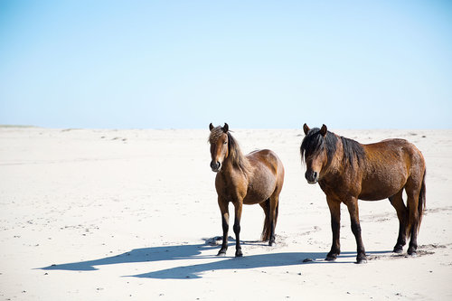 "Consort" photo of Sable Island horses by Jennifer Irving
