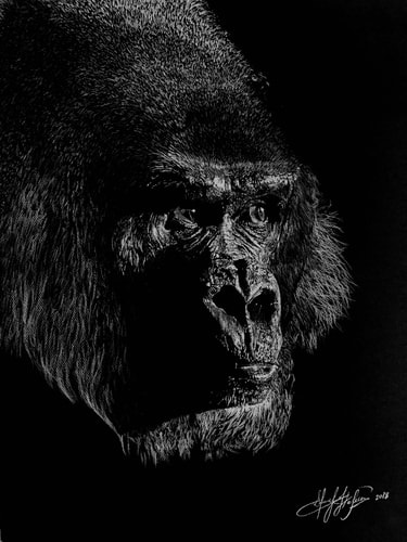 “Gorilla” White Charcoal, 18” x 24” by artist Sherif Hakeem. See his portfolio by visiting www.ArtsyShark.com