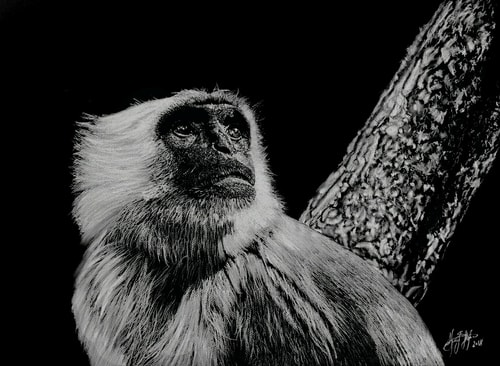 “Hanuman Langur” White Charcoal, 24” x 18” by artist Sherif Hakeem. See his portfolio by visiting www.ArtsyShark.com