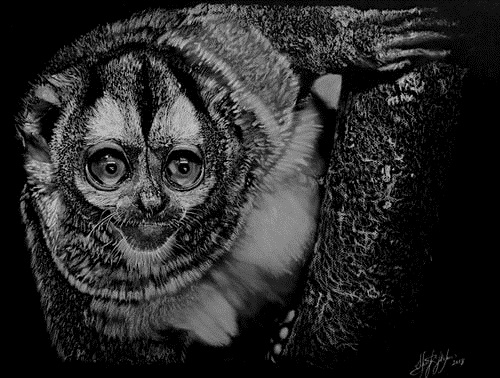 “Owl Monkey 1” White Charcoal, 24” x 18” by artist Sherif Hakeem. See his portfolio by visiting www.ArtsyShark.com