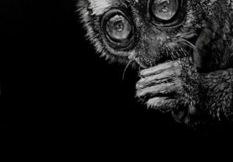 “Owl Monkey 2” White Charcoal, 18” x 24” by artist Sherif Hakeem. See his portfolio by visiting www.ArtsyShark.com