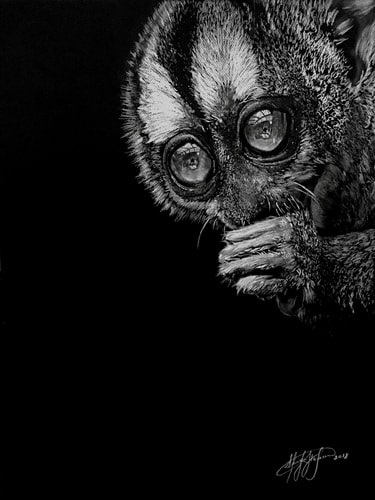 “Owl Monkey 2” White Charcoal, 18” x 24” by artist Sherif Hakeem. See his portfolio by visiting www.ArtsyShark.com
