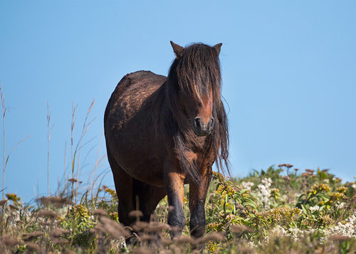 "Steadfast" from "Wild We Roam" photography series by Jennifer Irving.