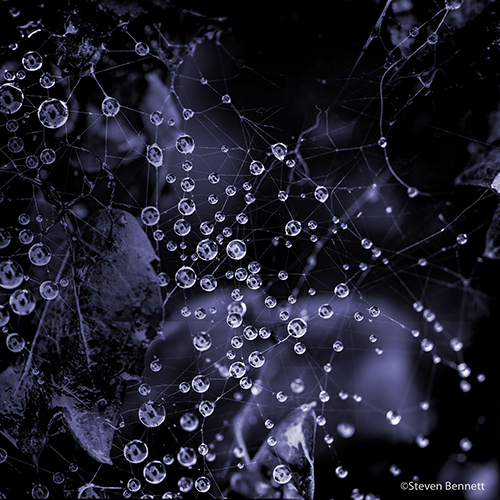 “Surface Tension #4: Liquid Netword,” Composite Photograph Printed on Metal, 36” x 36” by Steve Bennett