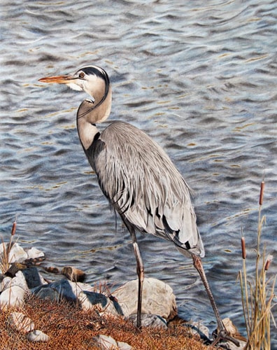 “Blue Heron” Coloured Pencil, 15.5” x 17.5”by artist Terry Mellway. See her portfolio by visiting www.ArtsyShark.com