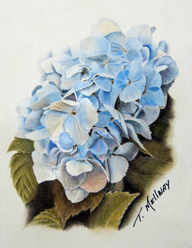 “Blue Hydrangea” Coloured Pencil, 5” x 7” by artist Terry Mellway. See her portfolio by visiting www.ArtsyShark.com 