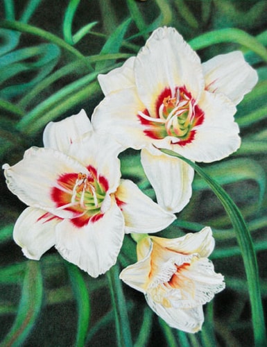 “White Lily Trio” Coloured Pencil, 10.5” x 13.5” by artist Terry Mellway. See her portfolio by visiting www.ArtsyShark.com 