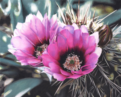 “Beauty Among Thorns” Colored Pencil, 20” x 16” by artist Robin Manelis. See her portfolio by visiting www.ArtsyShark.com