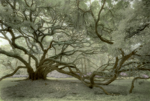 "Seven Sisters" Hand-Tinted Photograph, 13" x 9" by artist Harriet Blum. See her portfolio by visiting www.ArtsyShark.com