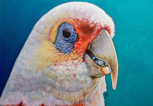 "Long Billed Corella" Mixed Media on Colourfix, 12" x 9" by artist Vikki Jackson. See her portfolio by visiting www.ArtsyShark.com