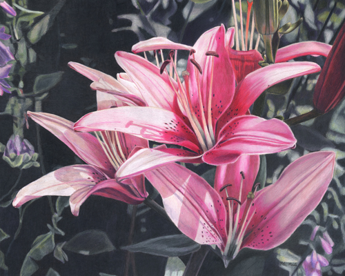 "Pink Lilies" Colored Pencil, 20" x 16" by artist Robin Manelis. See her portfolio by visiting www.ArtsyShark.com