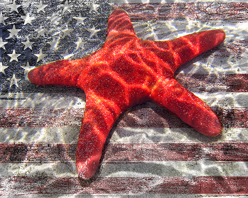 "Red Starfish" Digital Art, 20" x 16" by artist Laurent Newman. See his portfolio by visiting www.ArtsyShark.com