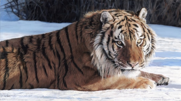 "Cold Stare" Oil, 50" x 28" by artist Valerie Warner. See her portfolio by visiting www.ArtsyShark.com