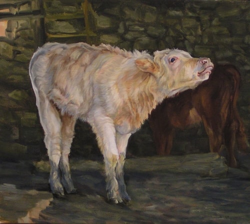 "Calf Bleating" Oil, 18" x 18" by artist Diane Weiner. See her portfolio by visiting www.ArtsyShark.com
