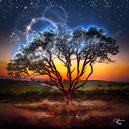 "Magic-Tree" Digital Photography, Varied Sizes by artist Catherine King. See her portfolio by visiting www.ArtsyShark.com