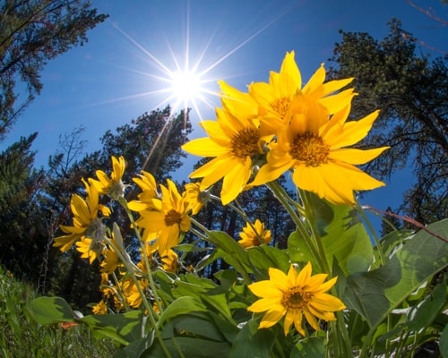 Outdoor photography of arrowleaf flowers with sun shining through.
