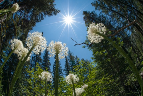 Floral photography of Beargrass with sun shining above.