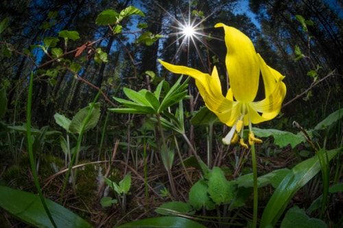 Glacier Lily flower photography with sunlight by Steve Slocomb