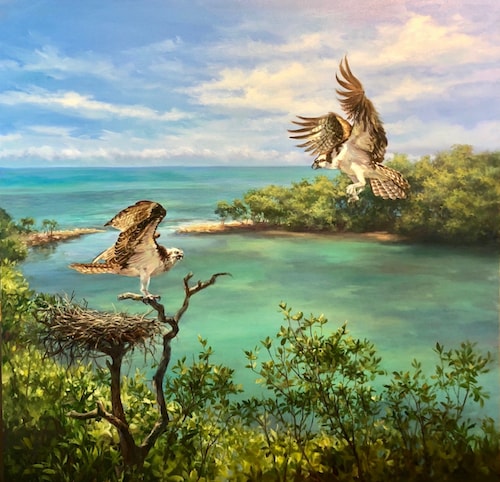 "Key Largo Osprey" OIl, 48" x 48" by artist Laurie Snow Hein. See her portfolio by visiting www.ArtsyShark.com