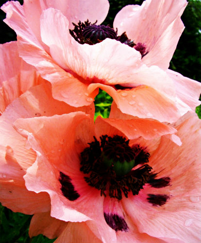 "Ethereal Layers" (from the series "Blooms from the Cottage Garden", Photography Giclee Print, 11" x 14" by Artist Paola De Giovanni. See this artist's portfolio by visiting www.ArtsyShark.com