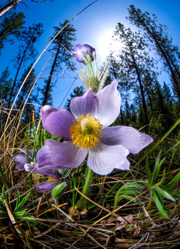 Pasqueflower closeup photograph of the flower by Steve Slocomb