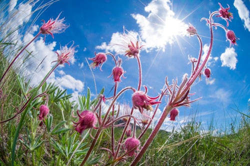 Closeup flower photography of prairie smoke by artist Steve Slocomb