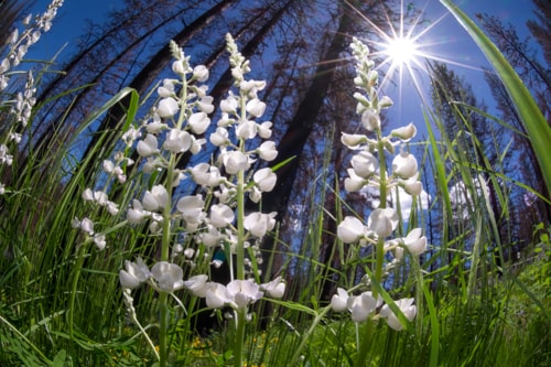 Silver Lupine closeup fine art photography by Steve Slocomb