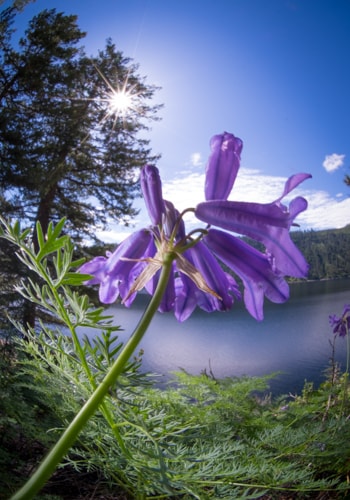 Wild Hyacinth as fine art photography by artist Steve Slocomb