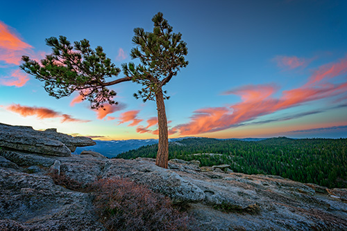 Dawn landscape photograph of a lone tree in the mountains by artist Rick Berk. 