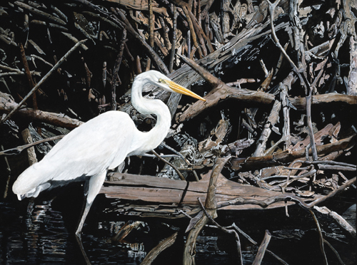 "Great Egret" Acrylic, 48" x 36" by artist Ellen (Ellie) Fuller. See her portfolio by visiting www.ArtsyShark.com