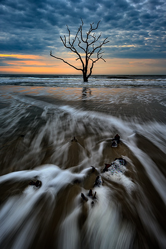 Photography of Dawn on the Carolina Coast beach scene with tree by artist Rick Berk.