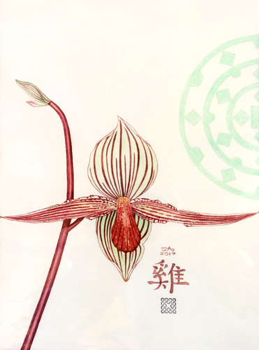 "Orchid Paphiopedilum Rothschildianum" Watercolor and Coloured Pencil on Paper, 31cm x 41cm by Artist Sally Arnold. See her portfolio by visiitng www.ArtsyShark.com