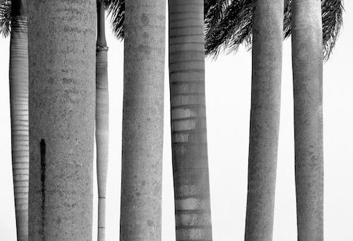 "Siete Palmas" Photography, 36" x 24" by artist Jonathan Brooks. See his portfolio by visiting www.ArtsyShark.com