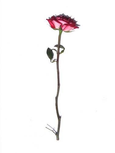"The Rose" Photography, 24" x 36" by artist Jonathan Brooks. See his portfolio by visiting www.ArtsyShark.com