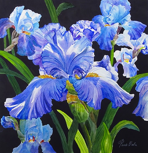 "Mixed Iris" Watercolor, 21" x 21" by Artist Tanis Bula. See this artist's portfolio by visiting www.ArtsyShark.com