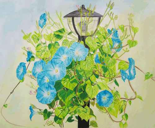 “Morning Glory” Colored Pencil, 20” x 16” by artist Diane Jorstad. See her portfolio by visiting www.ArtsyShark.com