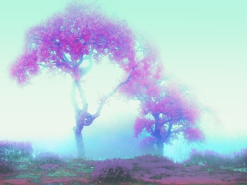 "Mystical Fog" (Spectral Vision Collection) Photography on Canvas, 53cm x 40cm