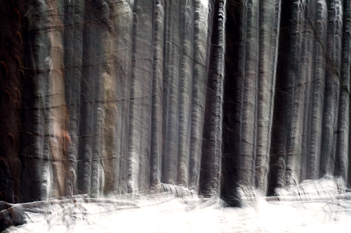 "Black Forest" Photography, Various Sizes by Artist Christine Girard. See her portfolio by visiting www.ArtsyShark.com