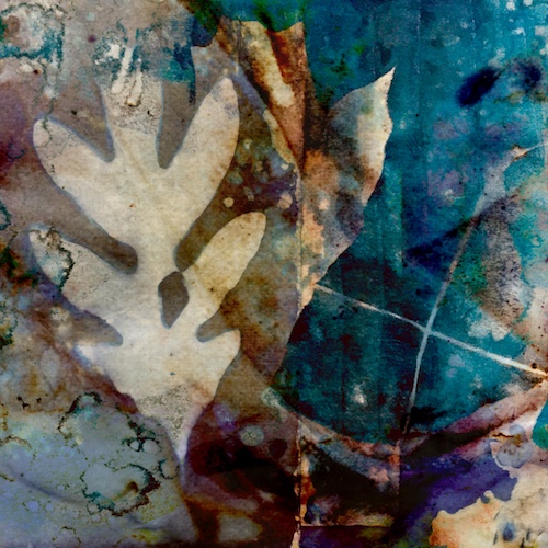 “The White Oak” Digital Art from Cyanotype Print, 8” x 8”